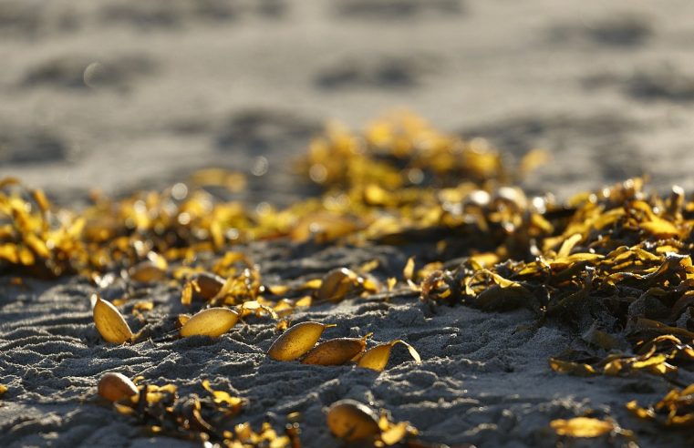 Seaweed Energy: Food or Fuel?