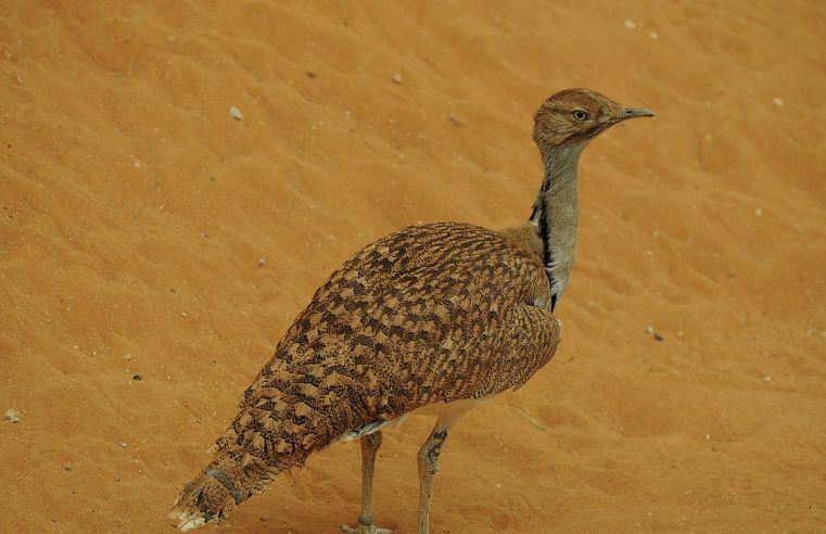 The Curious Tale of the Houbara: Birds and Middle Eastern power politics