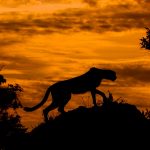 Cheetah_at_Sunset