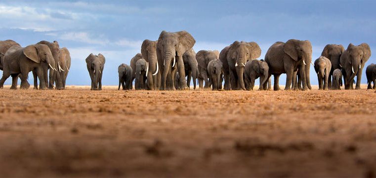 The Politics of Ivory: Changing the Paradigm of ‘Western Conservation’