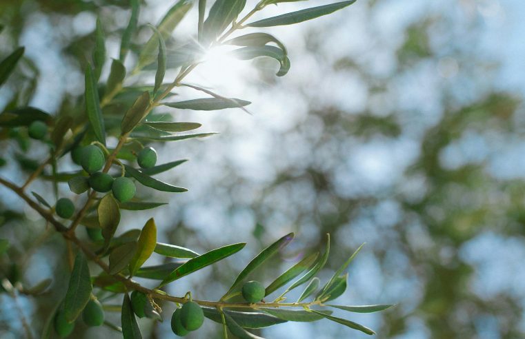 Food Colonialism: or, how Oriental Foods Became Jewish Overnight